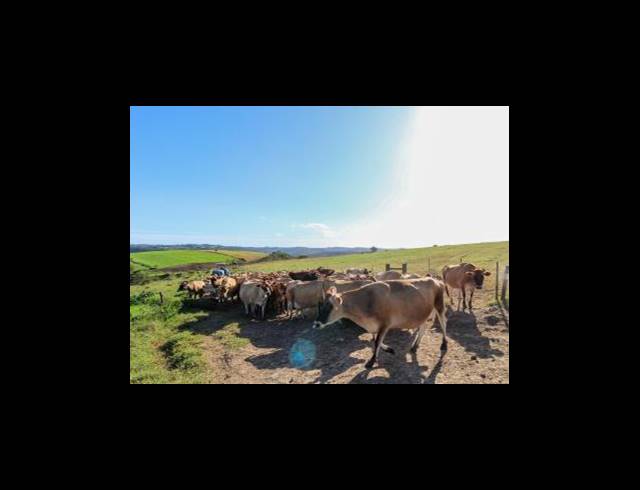 473HA FARM FOR SALE IN EAST LONDON RURAL